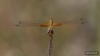 J15B0404 Trithemis kirbyi female